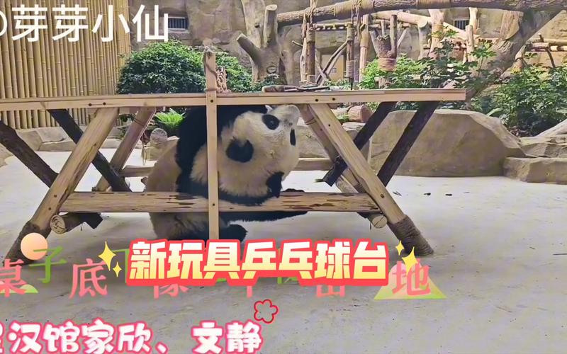 狗狗乒乓球玩具