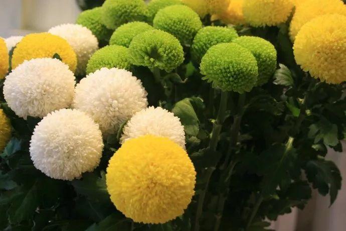 与乒乓球相似的花