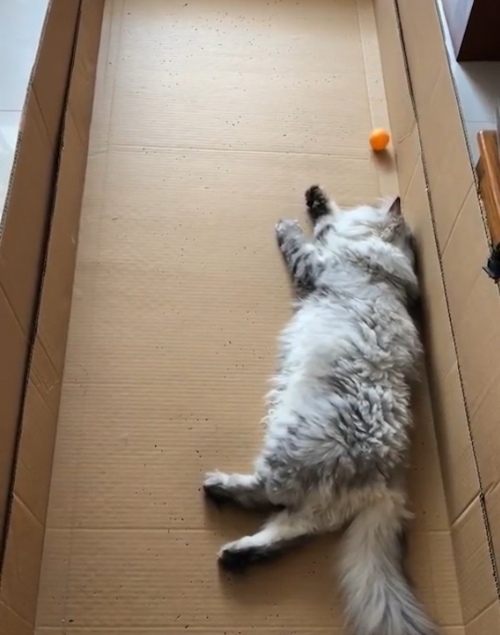 猫吞食乒乓球