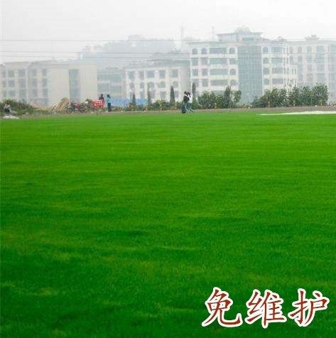 高尔夫球草种要求
