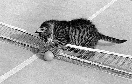 轨道乒乓球猫咪