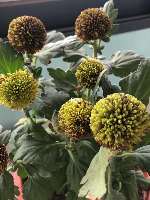 乒乓球花菊花养殖方法