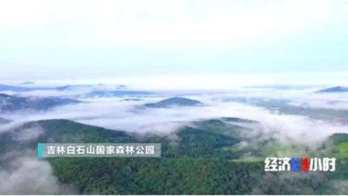 鞍山白石乒乓球