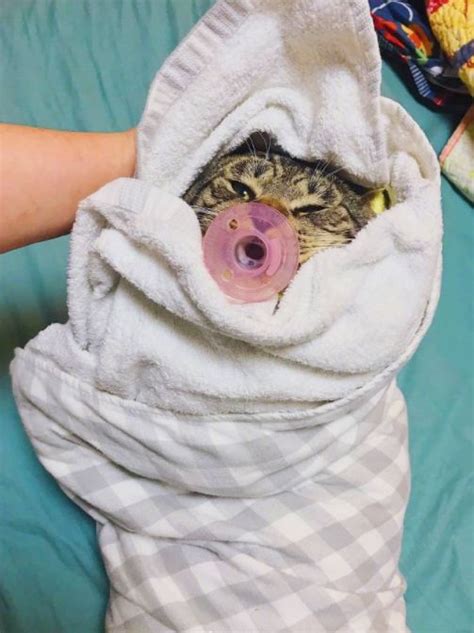 主子猫价格