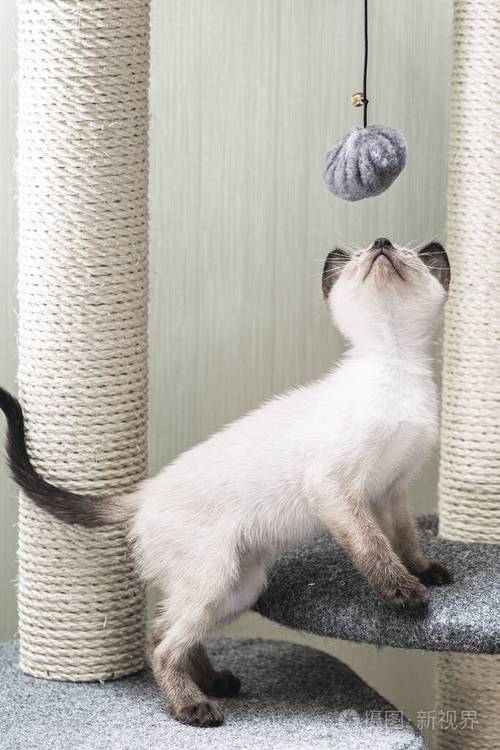 我要看高尔夫球猫