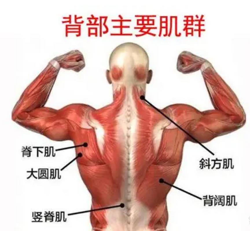 高尔夫球肘有关的肌肉