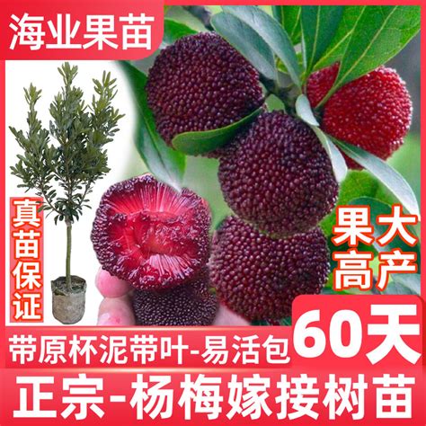 乒乓球大小的杨梅