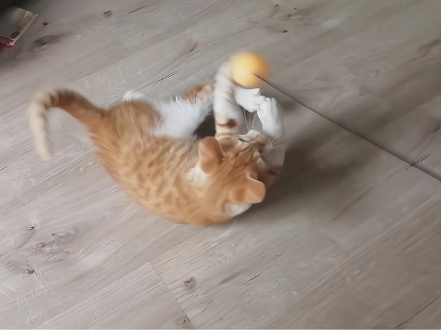 猫咪爱玩乒乓球