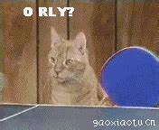 猫猫打乒乓球的表情包