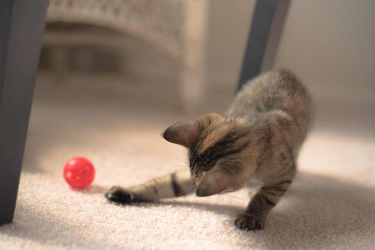 猫咪打乒乓球