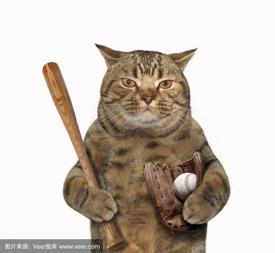 猫玩乒乓球楼下能听见吗