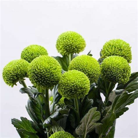 乒乓菊叶片下垂怎么办