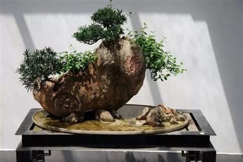 盆栽乒乓菊花图片