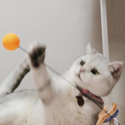 乒乓球猫抓板