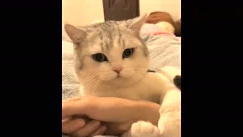 喵星人和主人打乒乓球视频