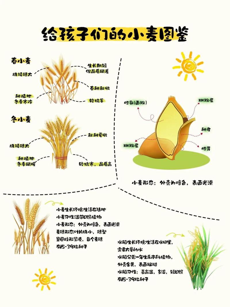 高尔夫球小麦是哪国人