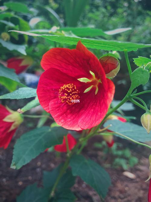 乒乓球花花语