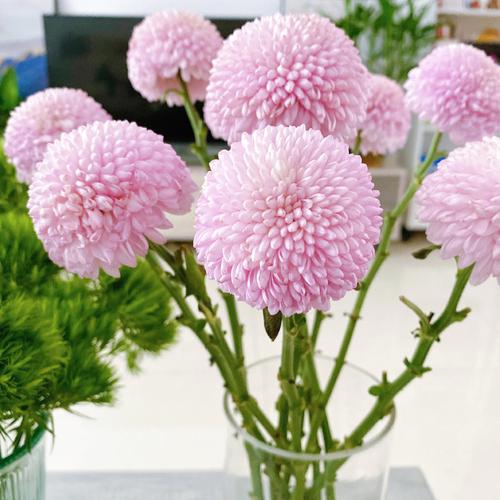 乒乓菊花语是什么