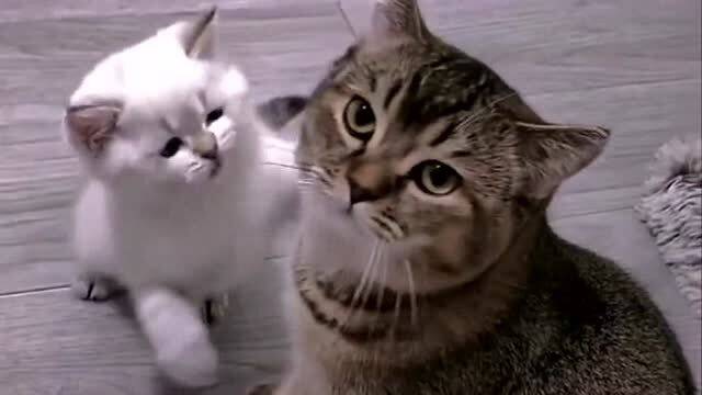 猫咪拥抱