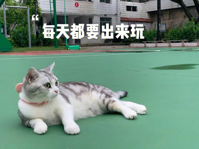 我要高尔夫球