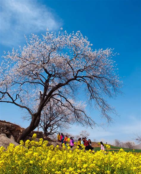 汝州市花海