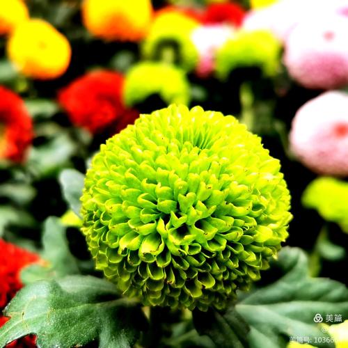 乒乓球花的寓意是什么