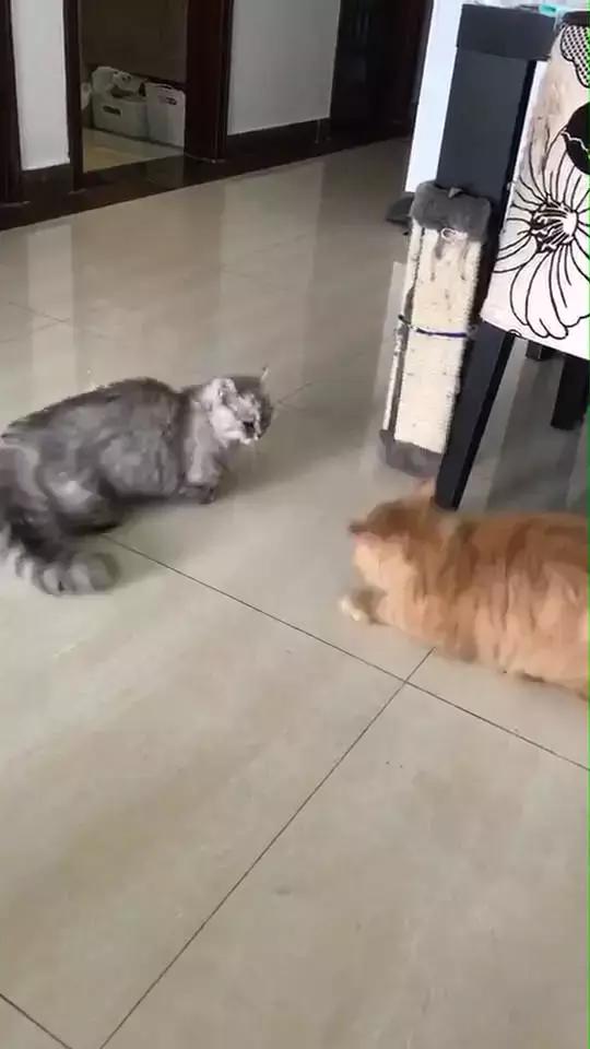 猫玩乒乓球视频