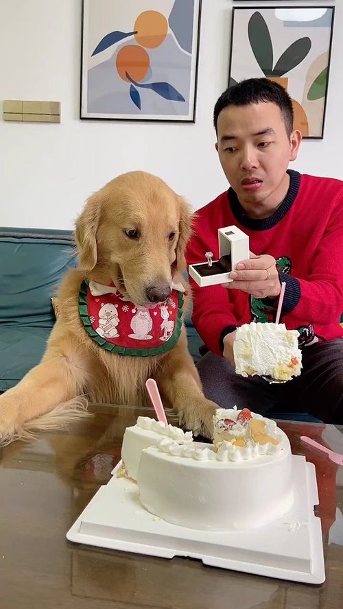 狗狗能吞下乒乓球吗