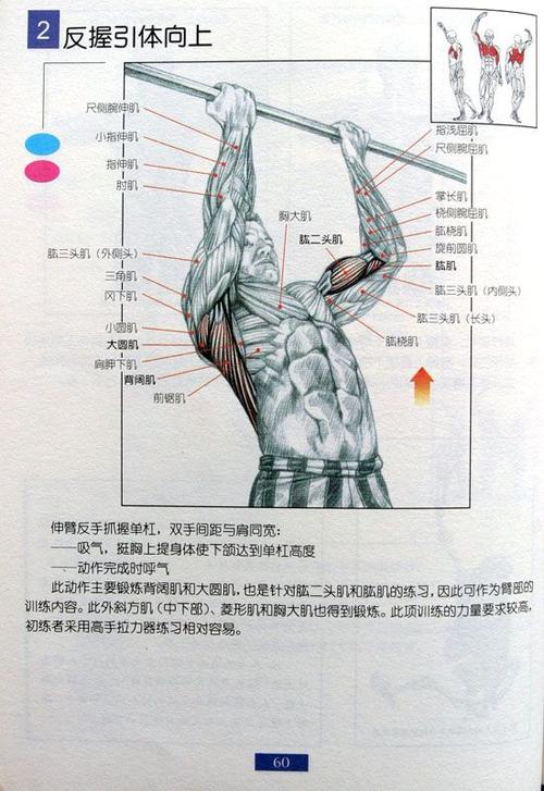 高尔夫球肘是哪里疼