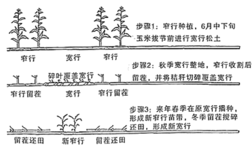 乒乓球植物图片