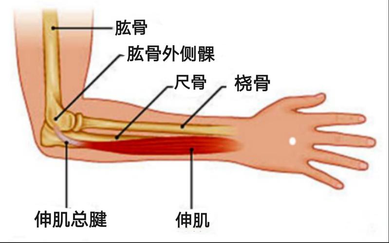 高尔夫球肘的原因