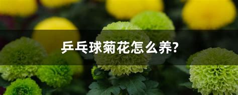 乒乓球菊花的寓意