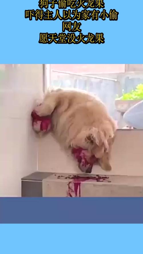 狗子吃了葡萄会怎么样