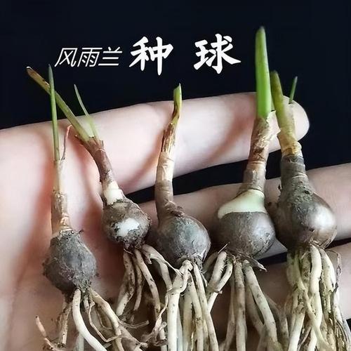 乒乓球的球多大