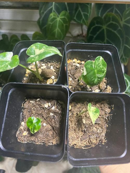 高尔夫球蛋孵化多久