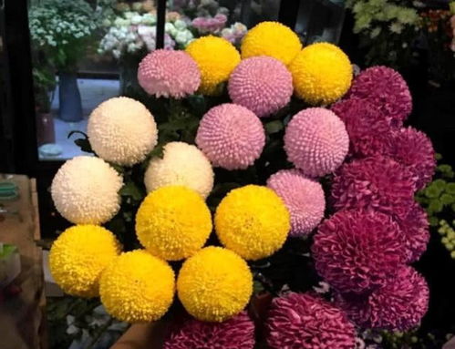 菊花乒乓球菊