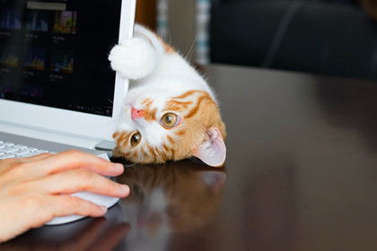 会打乒乓球的猫打比赛