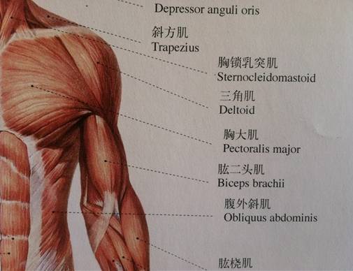 乒乓球对手臂肌肉的锻炼效果
