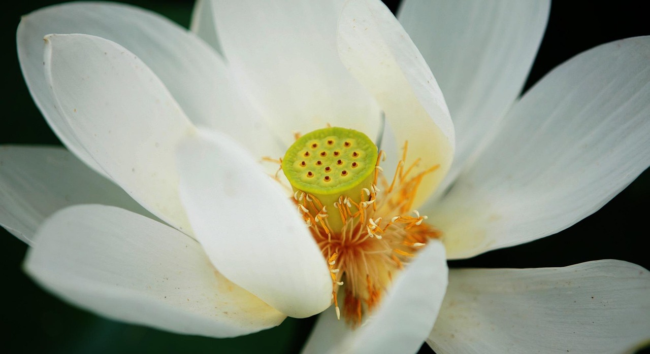 花语探秘，揭秘全球花卉的花语大全