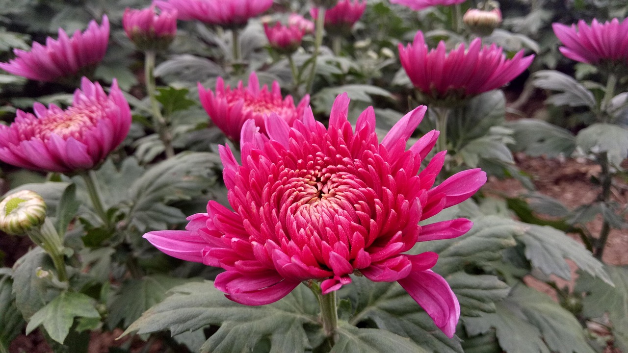 绽放的奥秘，探索花与花之间的奇妙差异