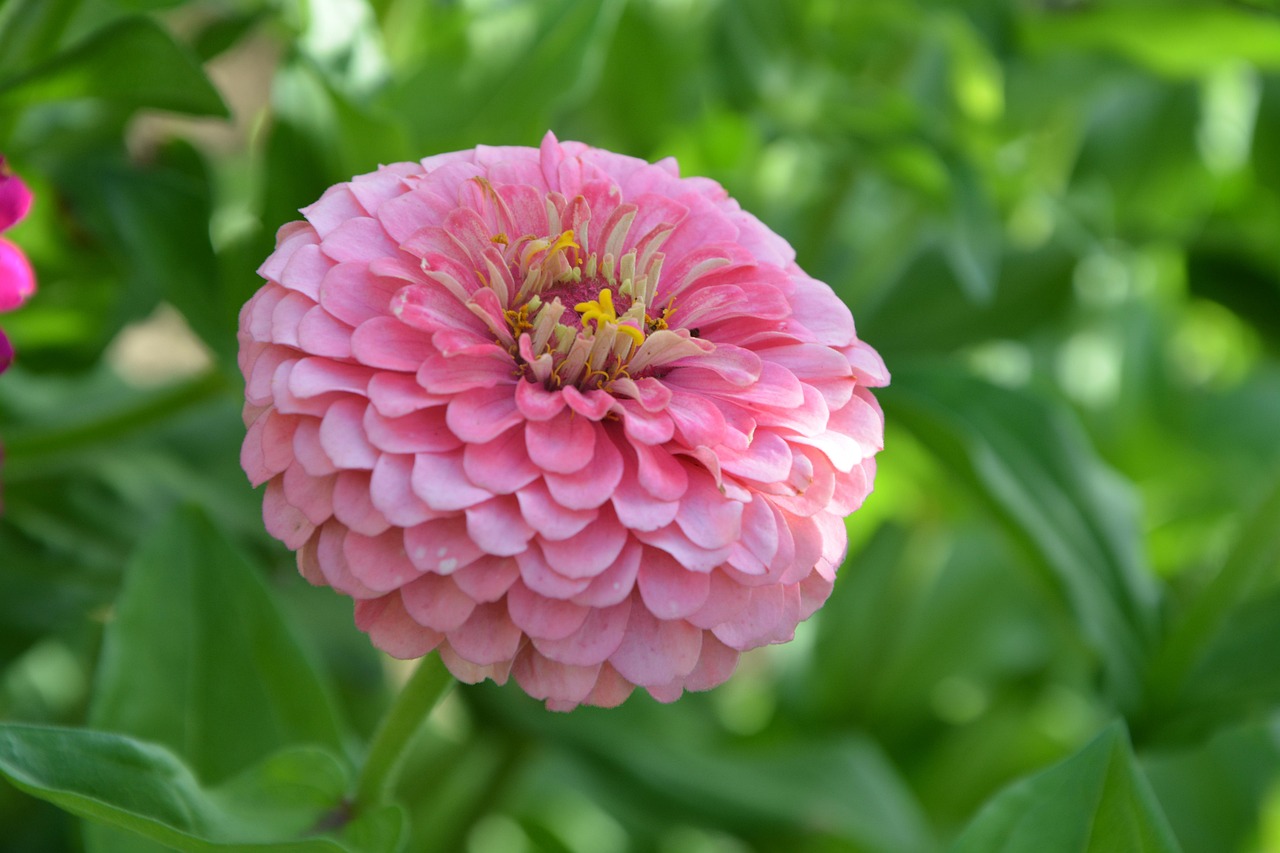 花与名字的浪漫邂逅，花名大全及其含义