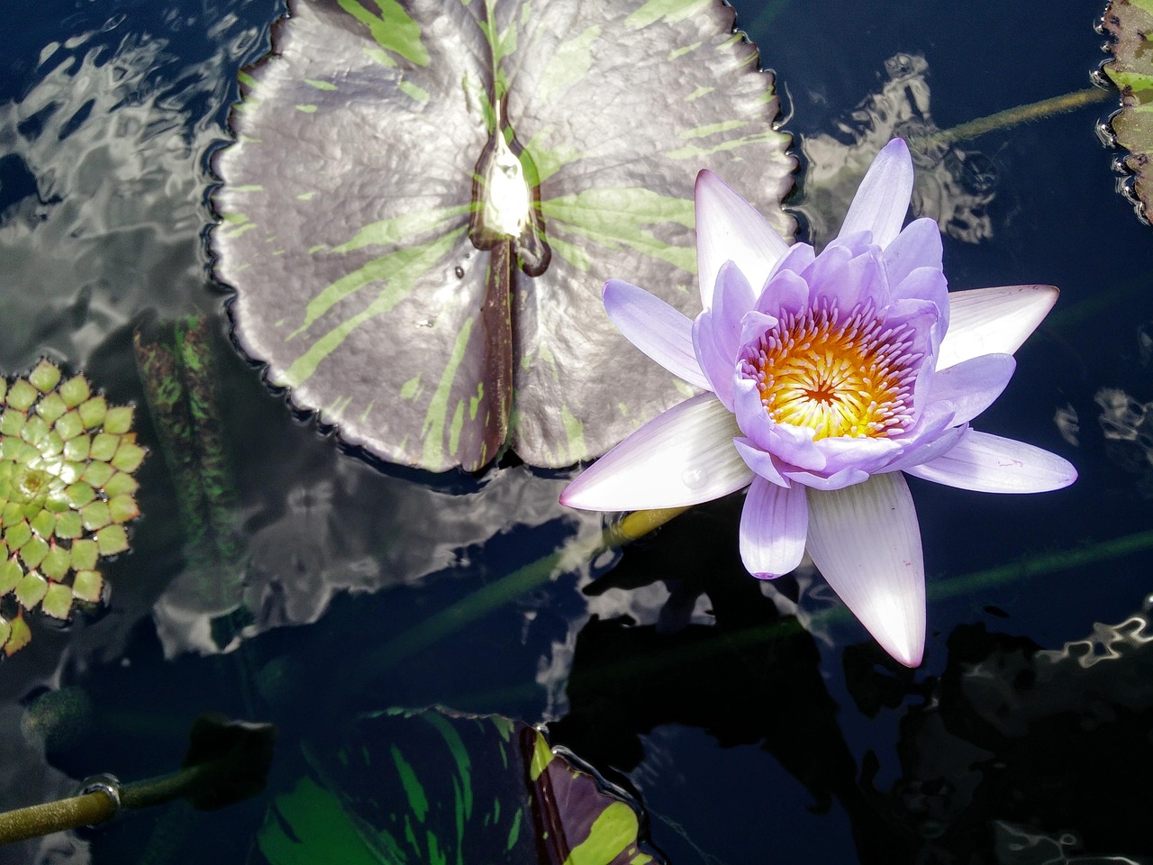 花花世界，探索花花一词的多重含义与文化魅力